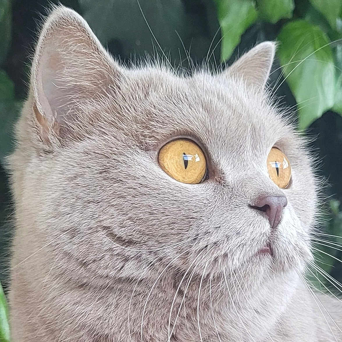 Savana a rejoint le concours — aidez-le/la à gagner de superbes lots ! cat, close_up, gray_cat, golden_eyes, feline, whiskers, fur, pet, animal, portrait, outdoor, leafy_background, nature, curious, soft_focus, mammal, cute, domestic_cat, face, ears