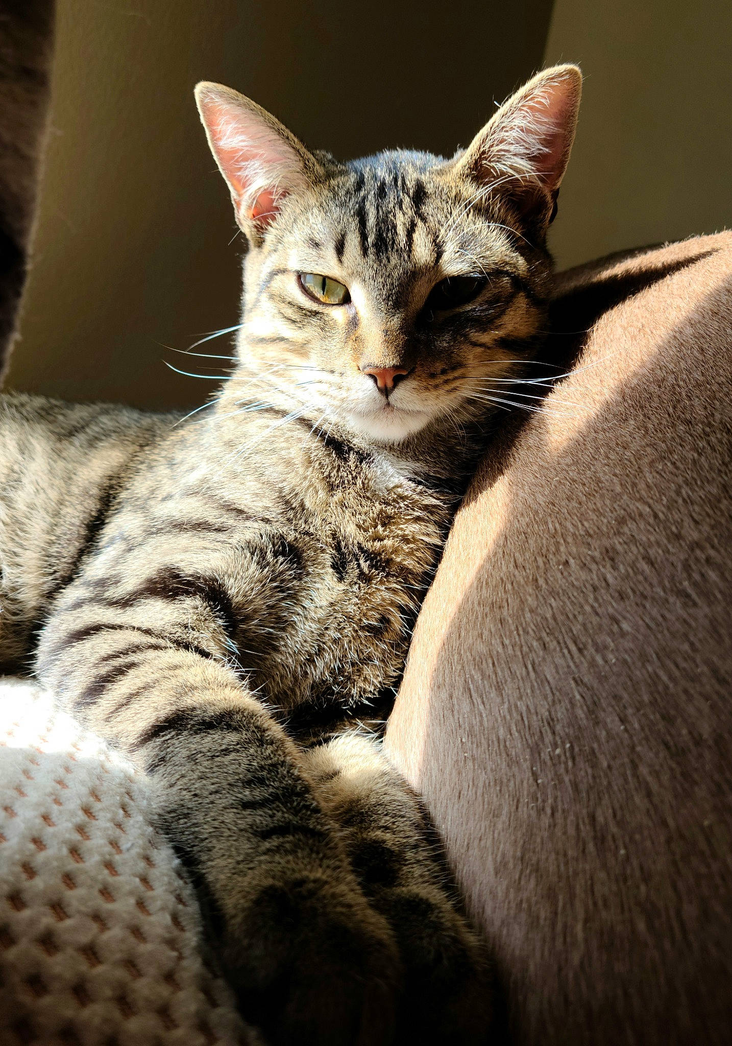 Jimin joined the competition — help win amazing prizes! asian, california_spangled, carnivore, cat, domestic_short_haired_cat, dragon_li, egyptian_mau, european_shorthair, felidae, fur, kitten, mammal, ocicat, savannah, small_to_medium_sized_cats, snout, tabby_cat, vertebrate, whiskers, wildlife