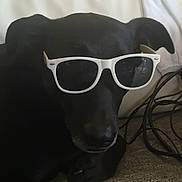 Bob participe au concours pour gagner de l'argent avec cette photo : dog, black_dog, sunglasses, indoor, couch, pet, relaxed, animal, accessory, white_sunglasses, stone_wall, cozy, laying_down, fur, snout, ears, shadow, leisure, home, resting