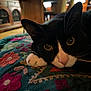 cat, black_and_white_cat, close_up, indoor, curious_eyes, resting, embroidered_fabric, colorful, floral_pattern, whiskers, pink_nose, paw, wooden_furniture, blurred_background, cozy, pet, animal, domestic_cat, soft_lighting, relaxed