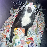 Sanchez is registered to the contest to win money with this photo: cat, black_and_white, whiskers, yellow_eyes, pink_nose, blanket, floral_pattern, phone, indoor, cozy, pet, animal, curious, lying_down, soft_texture, colorful, closeup, feline, domestic_cat, relaxed