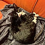 Sanchez is registered to the contest to win money with this photo: cat, black_and_white, tuxedo_cat, blanket, orange_couch, fur, whiskers, pet, indoor, cozy, curled_up, tail, yellow_eyes, pink_nose, soft_texture, relaxed, looking_up, feline, domestic_cat, resting