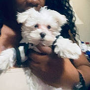 Chase is registered to the contest to win money with this photo: dog, white_dog, fluffy, pet, person, curly_hair, indoor, holding, cute, animal, face, fur, hand, portrait, closeup, looking, friendly, companion, domestic_animal, blurred