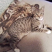 Boots is registered to the contest to win money with this photo: cat, tabby_cat, animal, pet, feline, indoor, blanket, patterned_blanket, resting, lying_down, fur, whiskers, ears, paws, tail, cozy, comfort, looking_at_camera, domestic_animal, home