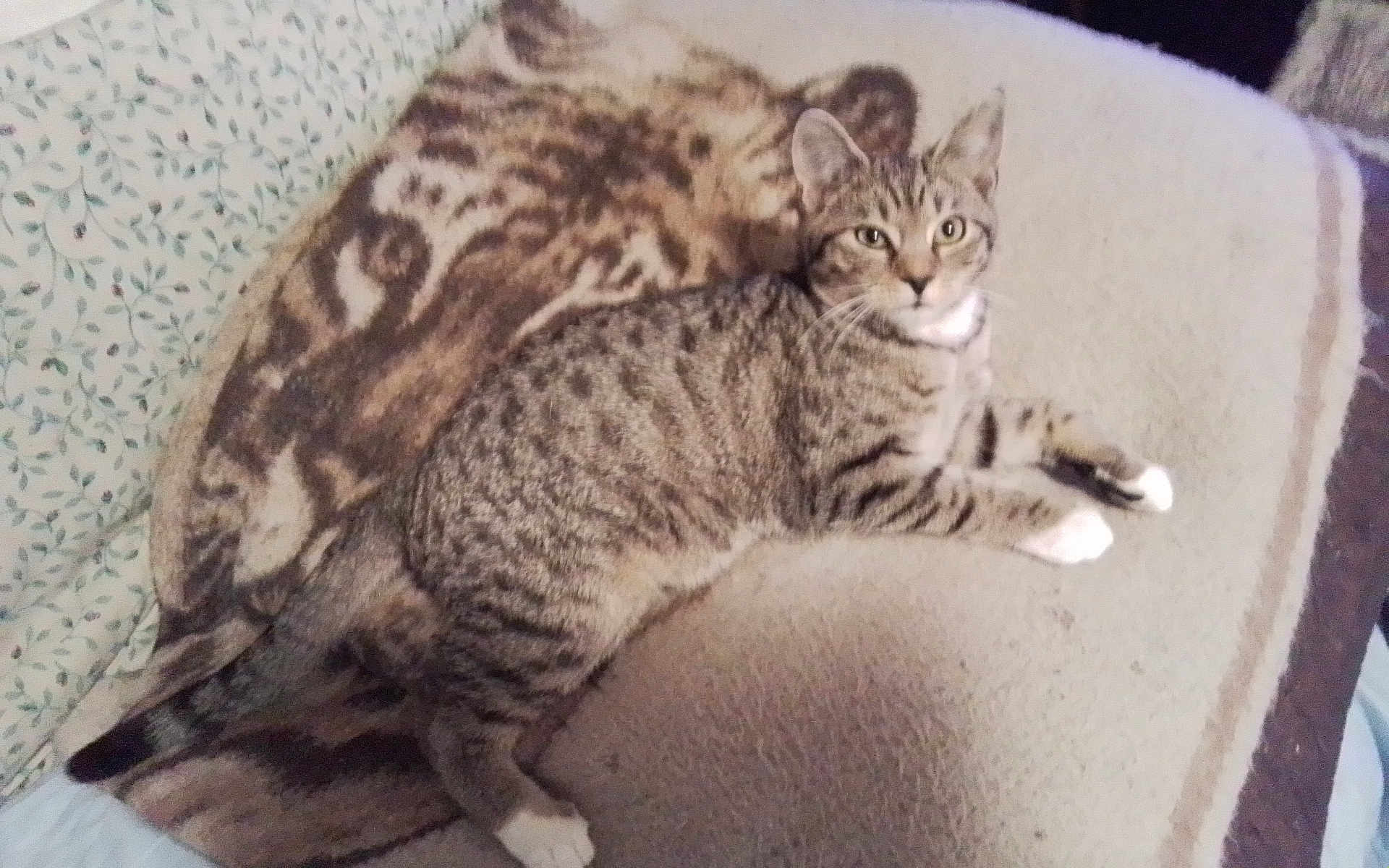 Boots is registered to the contest to win money with this photo: cat, tabby_cat, animal, pet, feline, indoor, blanket, patterned_blanket, resting, lying_down, fur, whiskers, ears, paws, tail, cozy, comfort, looking_at_camera, domestic_animal, home