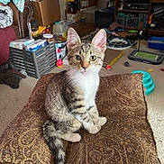 Prescott joined the competition — help win amazing prizes! cat, kitten, tabby, pet, animal, cushion, indoor, living_room, carpet, furniture, toy, box, sitting, curious, ears, whiskers, tail, eyes, household_items, cozy