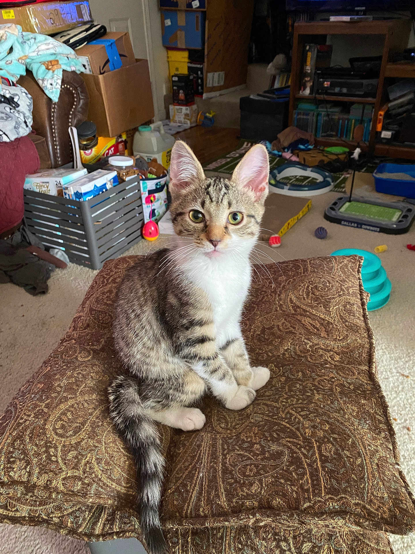 Prescott joined the competition — help win amazing prizes! cat, kitten, tabby, pet, animal, cushion, indoor, living_room, carpet, furniture, toy, box, sitting, curious, ears, whiskers, tail, eyes, household_items, cozy