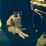 Lucky is registered to the contest to win money with this photo: