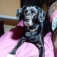 Lia is registered to the contest to win money with this photo: animal, black_dog, blanket, canine, collar, companion, couch, cute, dog, domestic_animal, fur, home, indoor, laying_down, looking, mammal, paw, pet, relaxed, resting