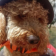 N A.p O L I a rejoint le concours — aidez-le/la à gagner de superbes lots ! animal, canine, close_up, curly_fur, cute, dog, domestic_animal, fluffy, fur, hat, headwear, nature, nose, orange_collar, outdoor, pet, portrait, summer, sunlight, water