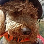 animal, canine, close_up, curly_fur, cute, dog, domestic_animal, fluffy, fur, hat, headwear, nature, nose, orange_collar, outdoor, pet, portrait, summer, sunlight, water