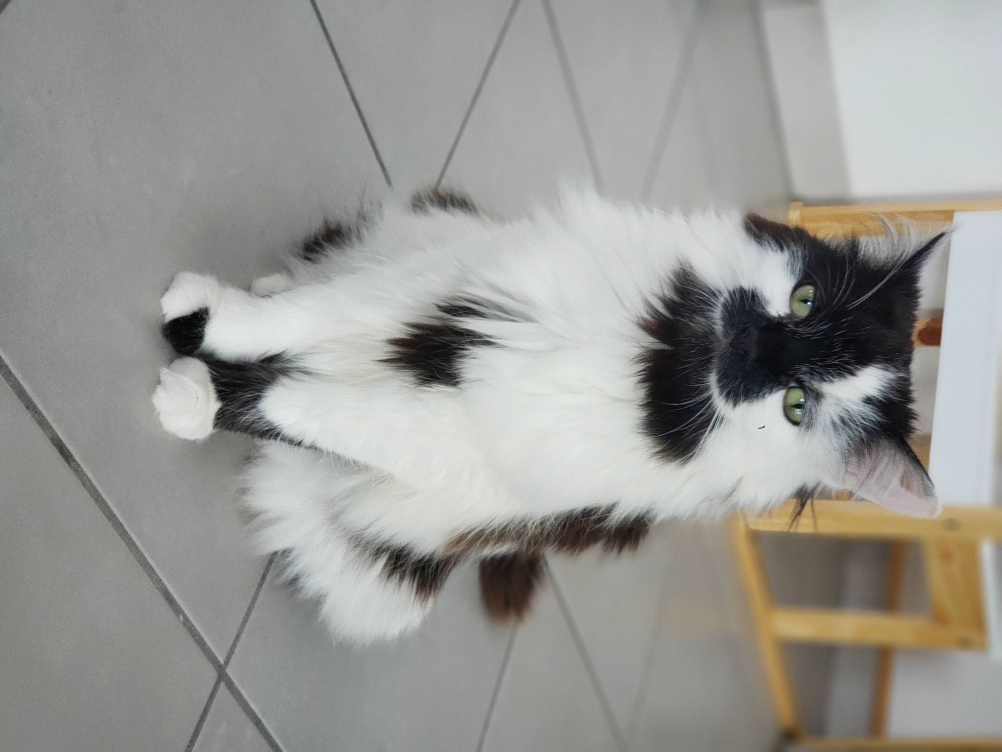 Lizzie a rejoint le concours — aidez-le/la à gagner de superbes lots ! carnivore, cat, domestic_short_haired_cat, felidae, flooring, fur, monochrome, monochrome_photography, small_to_medium_sized_cats, snout, tail, terrestrial_animal, whiskers, window, wood