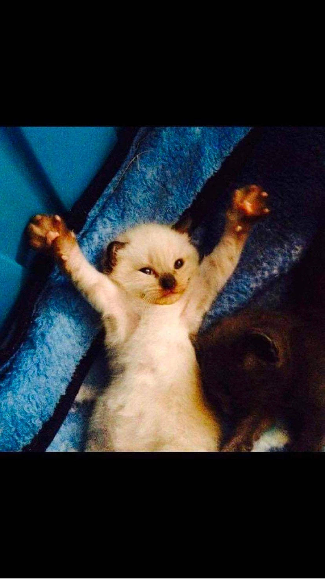 Blizzard is registered to the contest to win money with this photo: carnivore, cat, eye, felidae, kitten, long_hair, photo_caption, photography, puppy, sky, small_to_medium_sized_cats, whiskers