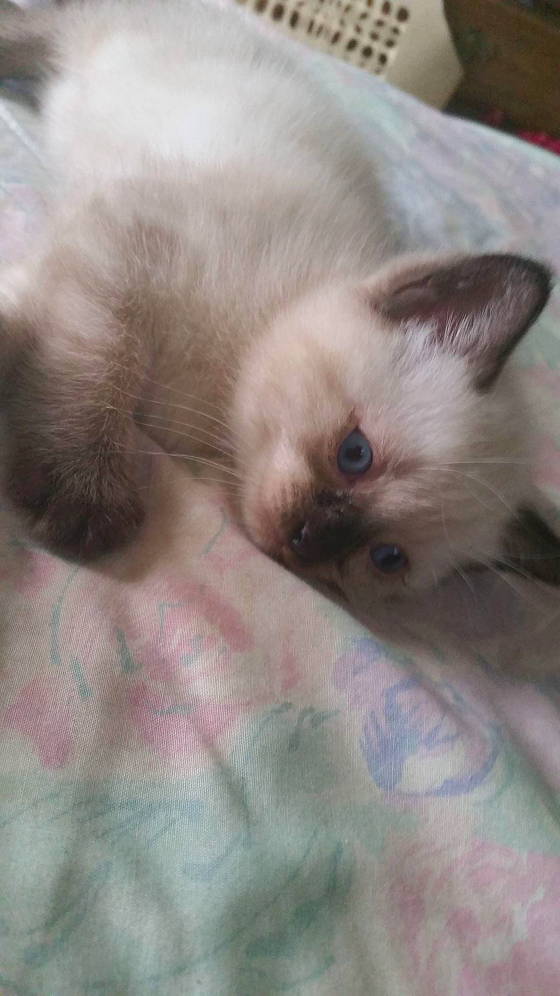 Blizzard is registered to the contest to win money with this photo: balinese, birman, carnivore, cat, colorpoint_shorthair, eye, felidae, himalayan, iris, javanese, kitten, mammal, ragdoll, siamese, skin, small_to_medium_sized_cats, thai, tonkinese, vertebrate, whiskers