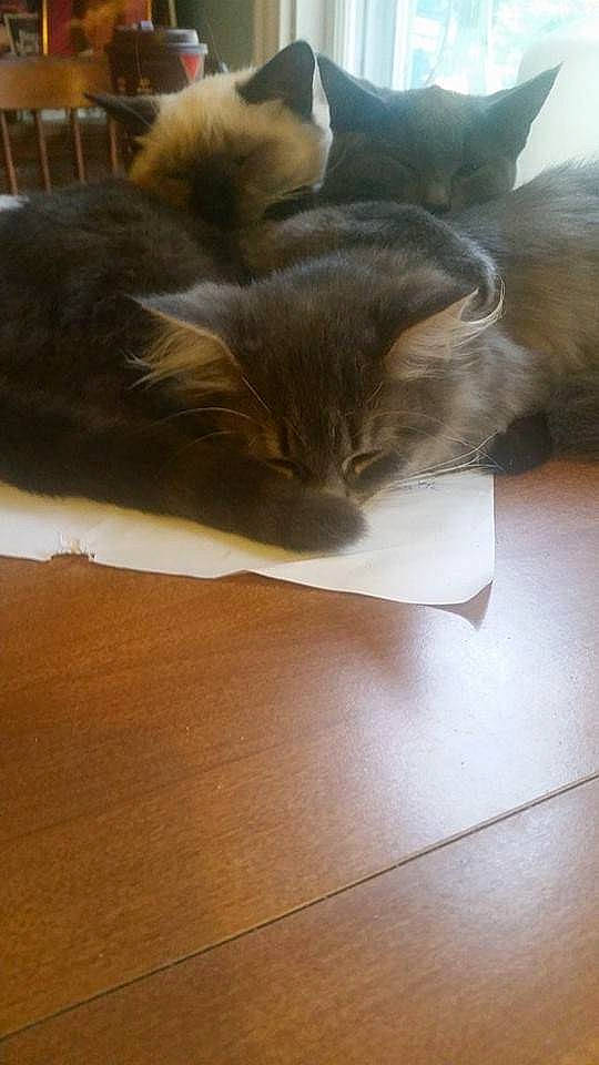 Blizzard joined the competition — help win amazing prizes! carnivore, cat, domestic_long_haired_cat, fawn, felidae, fur, hardwood, kitten, maine_coon, norwegian_forest_cat, small_to_medium_sized_cats, tail, whiskers