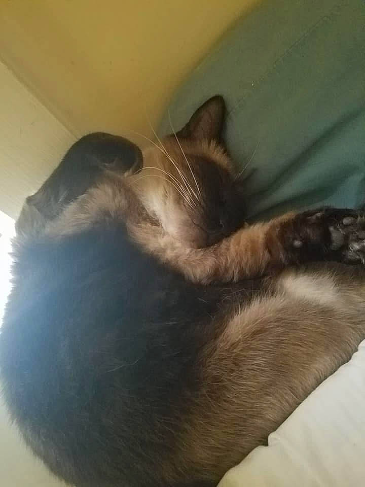 Blizzard joined the competition — help win amazing prizes! burmese, carnivore, cat, ear, fawn, felidae, hair, kitten, long_hair, nap, nose, sleep, small_to_medium_sized_cats, tail, tonkinese, whiskers