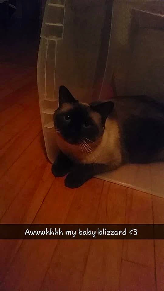 Blizzard is registered to the contest to win money with this photo: balinese, birman, burmese, carnivore, cat, eye, felidae, floor, himalayan, mammal, photo_caption, photography, ragdoll, siamese, small_to_medium_sized_cats, snapshot, snout, thai, tonkinese, whiskers