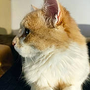 Archie participe au concours pour gagner de l'argent avec cette photo : animal, cat, close_up, cozy, cute, domestic_cat, ear, feline, fluffy, fur_texture, indoor, looking_away, orange_cat, pet, portrait, profile, side_view, soft_lighting, whiskers, white_fur