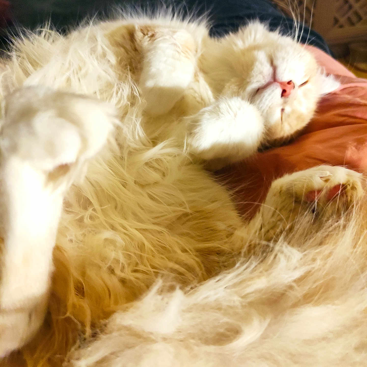 Archie