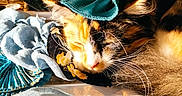 Maggy a rejoint le concours — aidez-le/la à gagner de superbes lots ! animal, bow, calico_cat, cat, closeup, colorful, cute, decor, fabric, flower, fur, indoor, nap, peaceful, pet, resting, sleeping, soft_texture, warm_light, whiskers