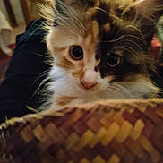 Maggy participe au concours pour gagner de l'argent avec cette photo : animal, background, basket, blurred, calico, cat, close_up, cozy, curious, ears, face, feline, fluffy, indoor, kitten, pet, soft_lighting, whiskers, woven, young