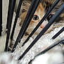 animal, black_bars, cage_like, cat, claws, close_up, curious, cute, eyes, face, fur, fuzzy, indoor, kitten, paws, pet, playful, soft_texture, whiskers, young