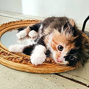 Maggy participe au concours pour gagner de l'argent avec cette photo : kitten, cat, calico, cute, pet, fur, mirror, frame, curious, animal, whiskers, indoor, closeup, paw, resting, adorable, feline, small, young, domestic