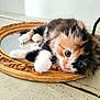 kitten, cat, calico, cute, pet, fur, mirror, frame, curious, animal, whiskers, indoor, closeup, paw, resting, adorable, feline, small, young, domestic