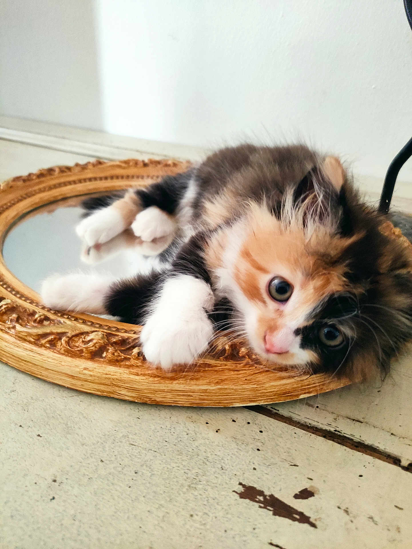 Maggy participe au concours pour gagner de l'argent avec cette photo : kitten, cat, calico, cute, pet, fur, mirror, frame, curious, animal, whiskers, indoor, closeup, paw, resting, adorable, feline, small, young, domestic