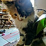 animal, blur, calm, cat, cozy, cute, domestic, fluffy, furniture, furry, home, indoor, kitten, light, pet, plant, rug, small, wooden_surface, young