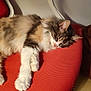 cat, sleeping, fluffy, red_chair, pet, indoor, relaxing, feline, paw, fur, resting, cozy, closeup, domestic_animal, animal, cute, calm, home, comfort, whiskers