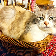 Duchesse a rejoint le concours — aidez-le/la à gagner de superbes lots ! animal, basket, cat, close_up, cozy, cute, domestic, ears, eyes, feline, fluffy, furniture, indoor, nose, patterned_rug, pet, resting, rug, whiskers, wooden