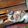cat, fluffy, piano, bench, cushion, wooden, indoor, pet, relaxed, sleepy, multicolor, furniture, musical_instrument, home, cozy, animal, fur, resting, domestic, quiet