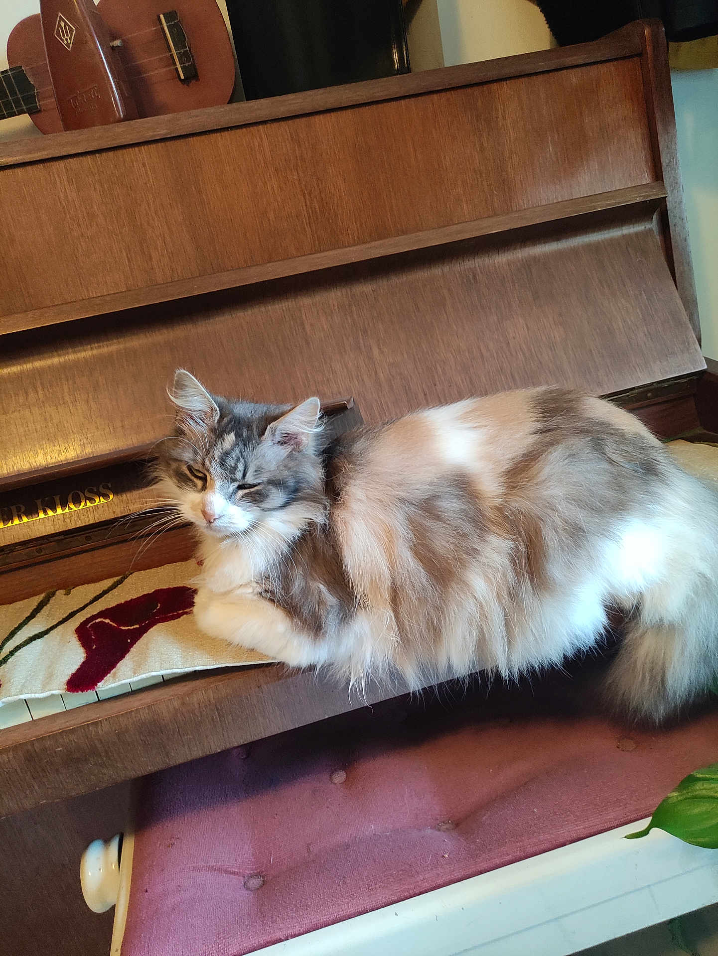 Duchesse