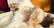 Duchesse participe au concours pour gagner de l'argent avec cette photo :