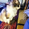animal, blurry, carpet, cat, colorful, cozy, domestic, feline, floor, fluffy, furniture, household, indoor, indoor_lighting, out_of_focus, patterned_rug, pet, rug, side_view, soft_fur