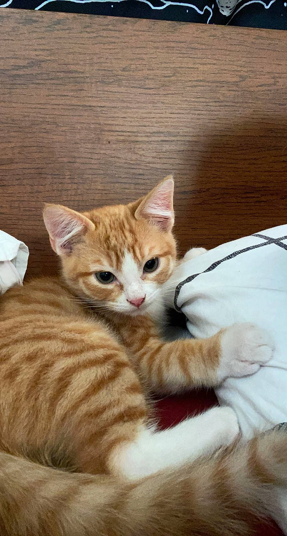 Butters is registered to the contest to win money with this photo: carnivore, cat, cat_furniture, cat_supply, claw, comfort, domestic_short_haired_cat, fawn, felidae, foot, fur, hardwood, paw, sitting, small_to_medium_sized_cats, snout, tail, terrestrial_animal, whiskers, wood