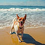 animal, beach, canine, collar, daytime, dog, happy, nature, ocean, outdoor, pet, playful, running, sand, sea, shore, summer, sunny, water, waves