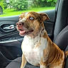 alert, animal_portrait, blue_eyes, brown_and_white, canine, car_door, car_interior, companion, daylight, dog, domestic_animal, greenery, outdoor_view, pet, seat, short_fur, side_view, sitting, vehicle, window