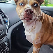 Lexi is registered to the contest to win money with this photo: dog, blue_eyes, car_interior, passenger_seat, dashboard, gear_shift, window, seat, pet, animal, brown_and_white, alert, portrait, close_up, domestic_animal, canine, looking_at_camera, indoor, vehicle, fur
