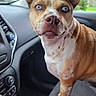 dog, blue_eyes, car_interior, passenger_seat, dashboard, gear_shift, window, seat, pet, animal, brown_and_white, alert, portrait, close_up, domestic_animal, canine, looking_at_camera, indoor, vehicle, fur