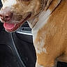Lexi joined the competition — help win amazing prizes! dog, blue_eyes, car_interior, seat, tongue_out, happy, pet, canine, brown_and_white, fur, animal, looking_back, playful, domestic_animal, vehicle, window, ear_up, portrait, companion, pet_portrait