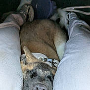 Appa joined the competition — help win amazing prizes! dog, sleeping, legs, pants, sneakers, collar, fur, cozy, resting, closeup, pet, animal, indoor, comfort, relaxation, black_nose, whiskers, snout, casual, human