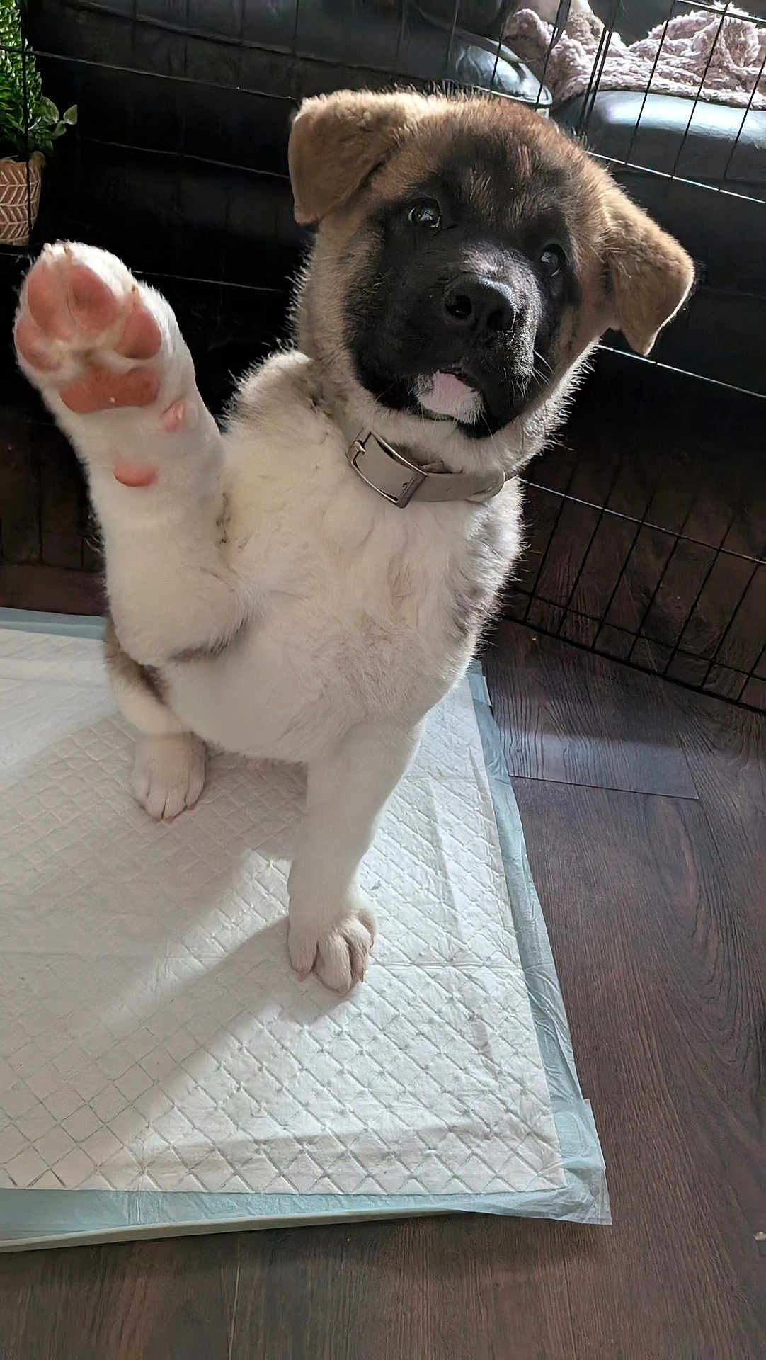 Appa