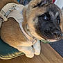 Appa is registered to the contest to win money with this photo: puppy, dog, indoor, leather_chair, harness, wooden_floor, pet, animal, curious, young_dog, black_mask, white_paws, close_up, domestic, fur, canine, companion, relaxed, cute, house