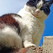 Mimis participe au concours pour gagner de l'argent avec cette photo : animal, black_and_white, brick_wall, cat, clouds, curious, cute, daylight, ears, fluffy, fur, looking_down, mammal, nature, outdoor, pet, portrait, sky, texture, whiskers