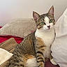 Athena Et Atlas participe au concours pour gagner de l'argent avec cette photo : cat, tabby, green_eyes, bed, pillow, blanket, indoor, pet, animal, fur, whiskers, relaxed, cute, curious, domestic_cat, striped, tail, ears, white_paws, resting