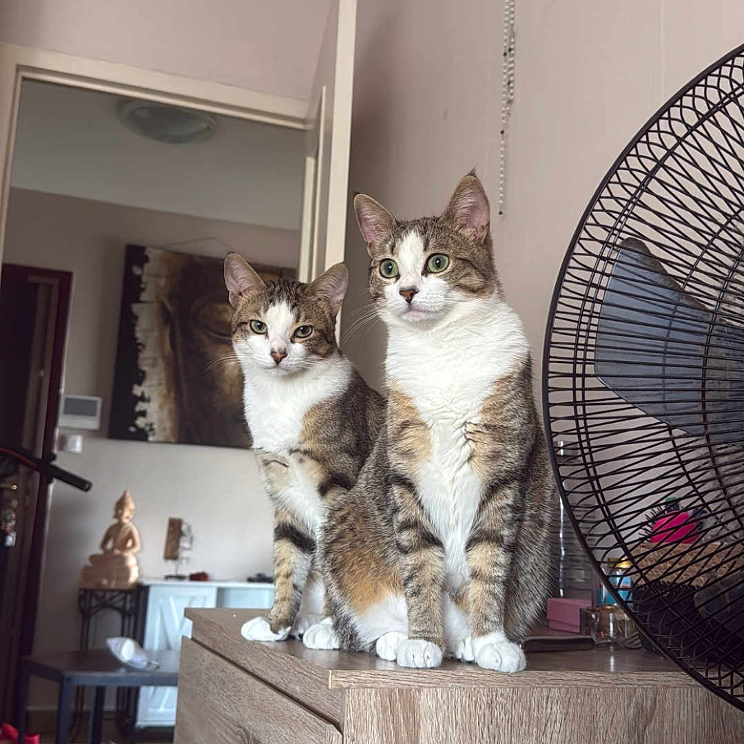 Athena Et Atlas a rejoint le concours — aidez-le/la à gagner de superbes lots ! cat, tabby_cat, furniture, dresser, indoor, home, pet, animal, wood, fan, door, statue, curious, sitting, two_cats, domestic_cat, living_room, eyes, ears, whiskers