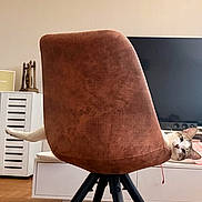 Athena Et Atlas a rejoint le concours — aidez-le/la à gagner de superbes lots ! cat, chair, furniture, living_room, pet, curious, paw, brown, white, indoor, wood_floor, television, cabinet, relaxing, playful, cozy, home, peek, animal, domestic