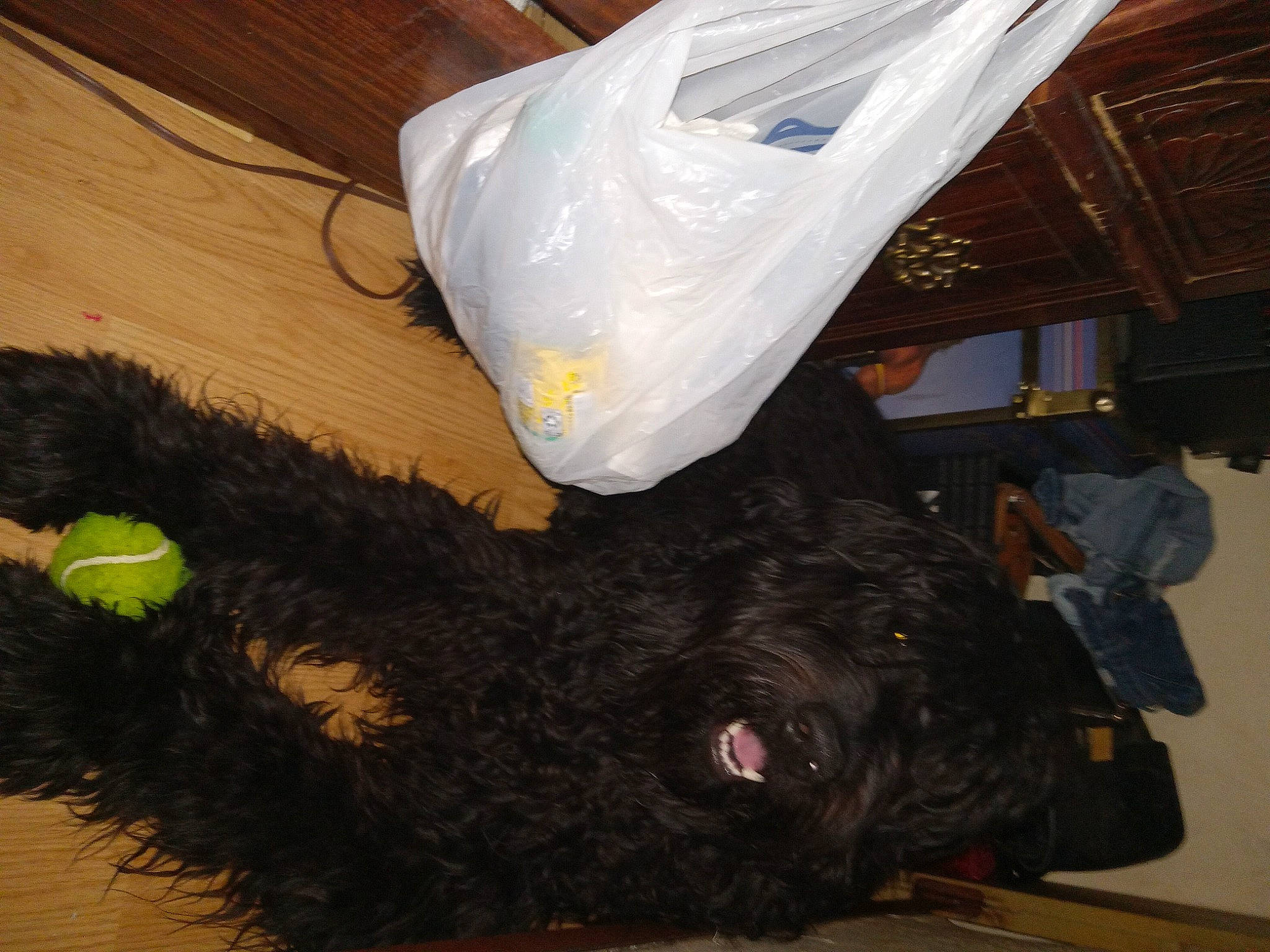 Rufus is registered to the contest to win money with this photo: canidae, carnivore, chair, companion_dog, dog, dog_breed, fur, guard_dog, labradoodle, liver, non_sporting_group, plastic_bag, scottish_terrier, small_terrier, small_to_medium_sized_cats, sporting_group, tail, terrier, toy_dog